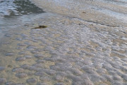 海外「うわっ！なんだこりゃ！？こんなの見た事ないよ！」浜辺に大量のクラゲが咲き乱れる…（海外の反応）