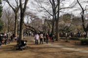 外国人「世界がコロナで大変なのに日本人が普通に花見してる…」