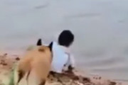犬さんはやっぱりぐう聖だった！水辺にボールを落とした少女を守る犬さんが海外で話題に