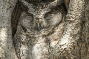 外国人「完璧にジャストフィットしてる動物の写真を撮ってみたｗｗｗｗ」