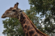 キリンを射殺した女性「美味しかったし、皮を剥いで枕カバーにもしたわ！誇らしい趣味なのに何が悪いの？」