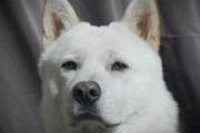 犬を譲り受けて2時間後、食べるために屠殺…韓国の70代の男を送検＝韓国の反応
