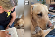 「ムムム。低血糖の匂いがするよ！」飼い主さんの低血糖を匂いで嗅ぎ分けるワンちゃん