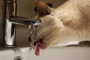 猫に水を与えるため風呂場の水道を流しっぱなしにしている隣家に悩む住人がネットに相談