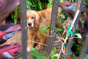 【海外】「テキサスの猛暑で外に置かれた犬が隣人の勇気で救われた！『何かを見たら、声を上げよう！』の大切な教え」