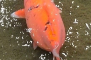 中国で発見されたXXLサイズの鯉、ガチでデカすぎるｗｗｗｗ