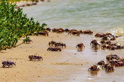 【海外】カニの群れは何と呼ばれる？「スカトル」「クランマー」「キャスト」の真相に迫る！