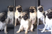 パグの子犬が成犬になる様子を毎日写真に収めた飼い主さん。成長しても困り顔で首を傾げるパグの姿がたまらない