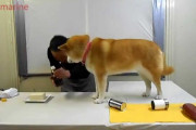 料理の邪魔をする柴犬が可愛すぎる（海外の反応）