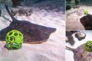 海外 サッカー大好きな“エイ”がスキルを披露ーロンドン水族館（小ネタ）