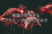 日本の「フラミンゴの水の飲み方」が割と衝撃的！意識が低すぎる！【台湾人の反応】