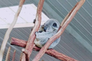 【癒】童話が好きな赤ちゃんコアラを2度救った 海外の反応