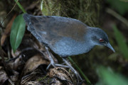 【海外】「200年ぶりに姿を現したガラパゴスの幻の鳥、フロレアナ島の復活が鍵！」