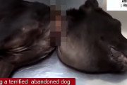 【救助】首に何かを巻きつけられたまま捨てられた犬。そのまま成長してしまい首だけが細く、顔は腫れ、酷い姿に…。