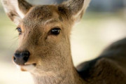 BBC「日本がシカに優しい紙袋を開発したぞ」　海外の反応