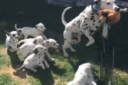 子供達のいるケージの中に飛び込んだダルメシアンのパパ→遊んであげるのかと思ったら玩具を取りに来ただけ／(^o^)＼