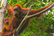 韓国人「世界に800頭も残っていないのに…絶滅寸前のオランウータン58頭が消失」
