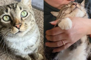 【海外】ご飯を求めてやってきた猫、でも他とはちょっと違う！家の中に入ったら本当の自分を見せちゃった！
