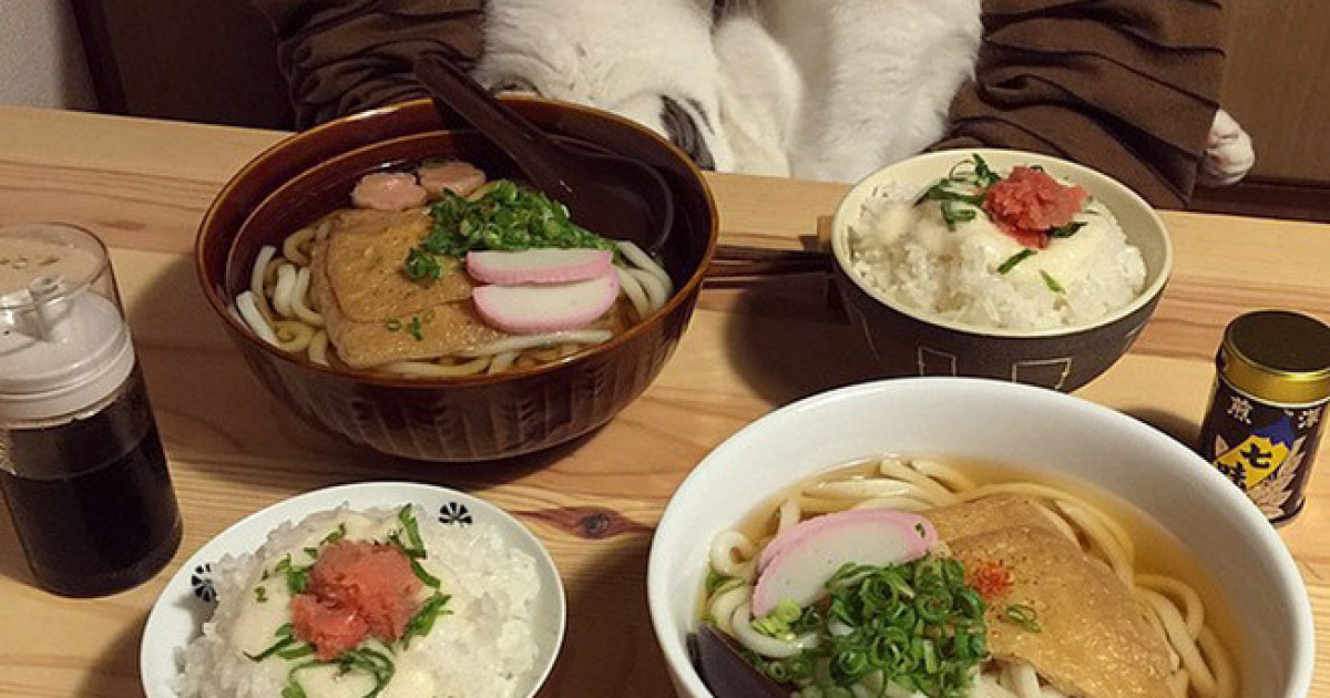 外国人「日本の食事を見つめる猫2匹がキュートすぎる！」 | 海外の反応アンテナ