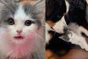 【海外】孤独を乗り越えた子猫が見せる！小さな体に秘めたライオンのような心とは？