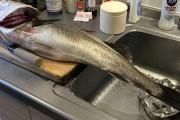 外国人「日本で75cmのスズキを釣ってきたので見てくれ！」