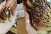 【微閲覧注意】えっ！カタツムリってこんなに成長するの！？飼っているカタツムリがまだ1年も経ってないのにこのサイズにｗｗｗ