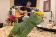 飼い主さんのギターに合わせ美声を響かせるオオキボウシインコがホリデーシーズンを華やがせる！