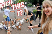 まるで101匹わんちゃんの世界だ。美人外国人と有名な犬のお散歩の人との散歩が楽しすぎたｗｗｗｗ
