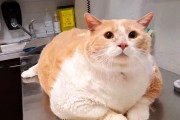 【海外】43ポンドの猫、驚異のダイエット！新しいママのおかげで半分の体重に減量成功！食べたい時は自分で食器をひっくり返すユニークなクセも紹介！