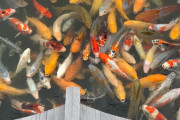 外国人「日本で撮った一番お気に入りの写真？それならこれだよ！」