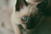 外国人「やっぱり猫ってちょっと怖い（笑）」