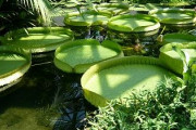 草津の植物公園で展示される巨大なオニバス（海外の反応）