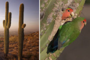 住み心地抜群！最高の住処を見つけたコザクラインコたちの優雅な生活(アメリカ)