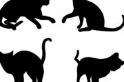 「ヨガ猫だ！」あまり見たことのない座り方をする不思議な猫