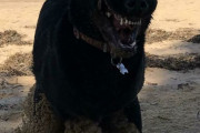 外国人「お前の犬おかしくね？と言われたペット写真を集めてみた(笑)」