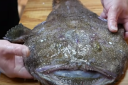 【海外の反応】「日本の海域で安全な生き物はいないぞ」日本のアンコウ料理。
