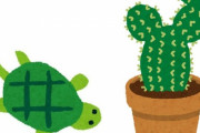 「大きなこの亀が好きなものは…サボテン！」おいしそうに食べる姿