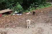 【海外】「道端で助けを求める小さな子犬、全兄弟を救った感動のストーリー」