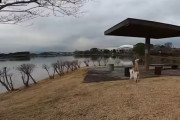 顔を見たらいつものベンチに駆けてく野良猫が可愛過ぎるんだが･･･海外の反応