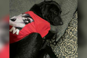 【海外】「恐怖に震える犬が、たった一つの服で人生が劇的に変わった理由」