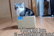 ドッキリを仕掛けられた日本のネコ（海外の反応）
