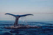 【5本指の手】クジラがかつて陸上を歩いていた決定的証拠