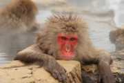 韓国人「韓国の動物園にはどうして猿がいないんですか？」「日本の冬が暖かすぎるからです……」