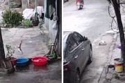 世紀の大脱走！？タライの中から道路へと逃げ出した魚の運命とは…