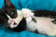 「女の子は綺麗にしなきゃ」自分の脚と肉球を綺麗にするのに一生懸命な子猫ちゃん