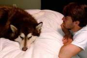 しつこく耳に息を吹きかけてくる悪戯好きの飼主を叱りつけるアラスカン・マラミュート