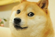 世界的に有名なミームになった柴犬“かぼす”が亡くなる　“決して君を忘れない”　　【海外の反応】