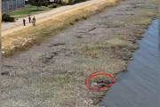 【海外】「ドローン映像が救った！運命をかけて水辺で奮闘する小さな犬」