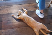 忙しいレストランの床でも気にせず寝続けるキュートな怠け猫！