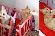 「ミルクー！！」ベビーベッドの上で哺乳瓶に一生懸命吸い付く子猫ちゃんが超可愛い動画